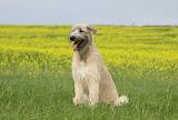 IRISH WOLFHOUND 033